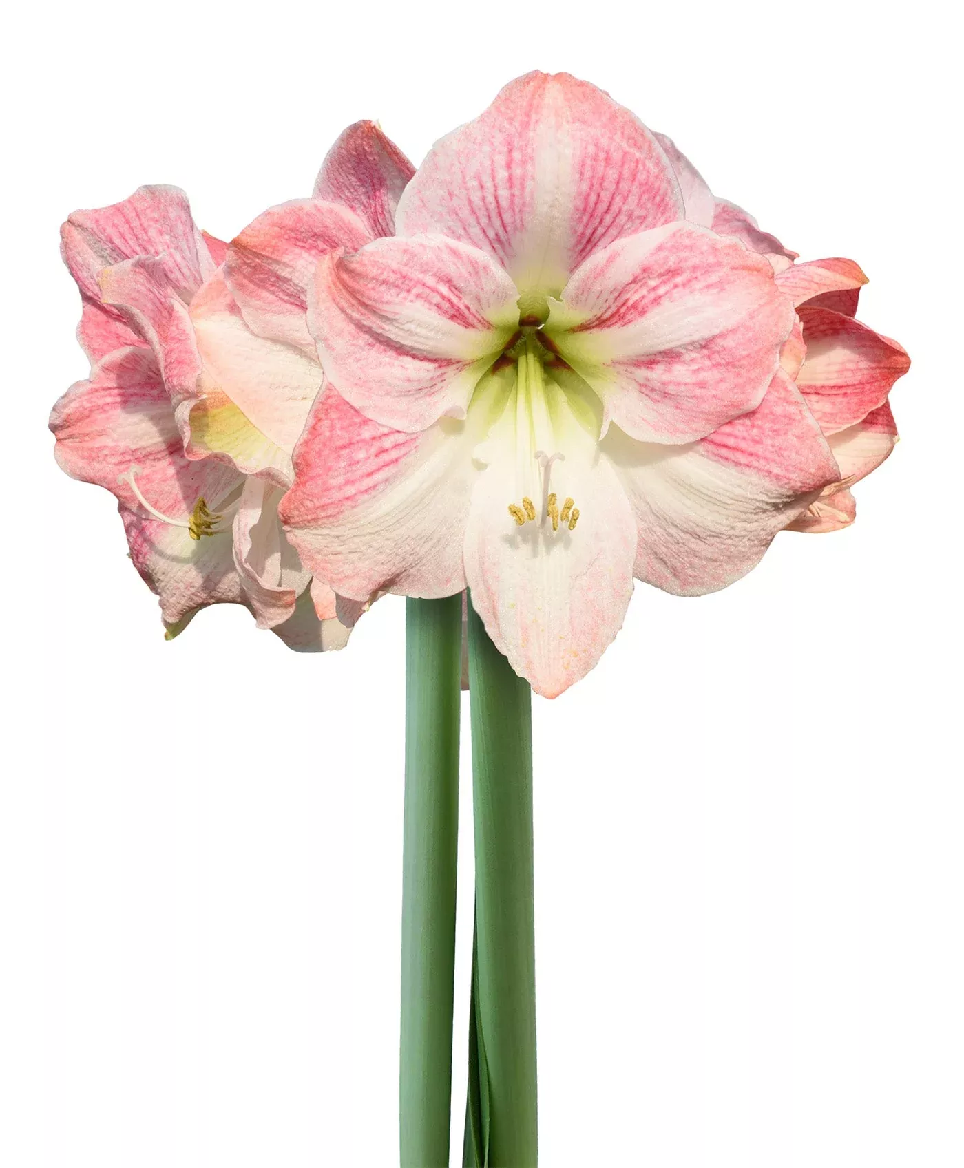 cherry-blossom-amaryllis-28-32-cm-bulb Cherry Blossom Amaryllis - 28-32 cm bulb