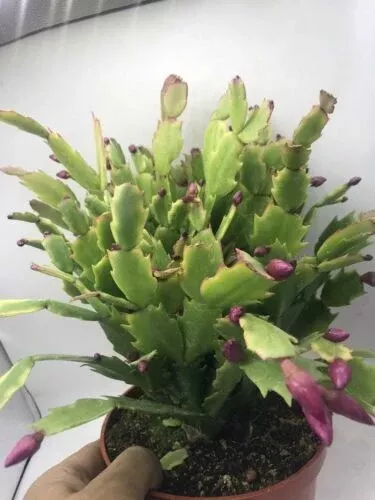 christmas-cactus-cuttings-5pcs-schlumbergera-truncata-starter-plants Christmas Cactus Cuttings (5pcs) – Schlumbergera Truncata Starter Plants