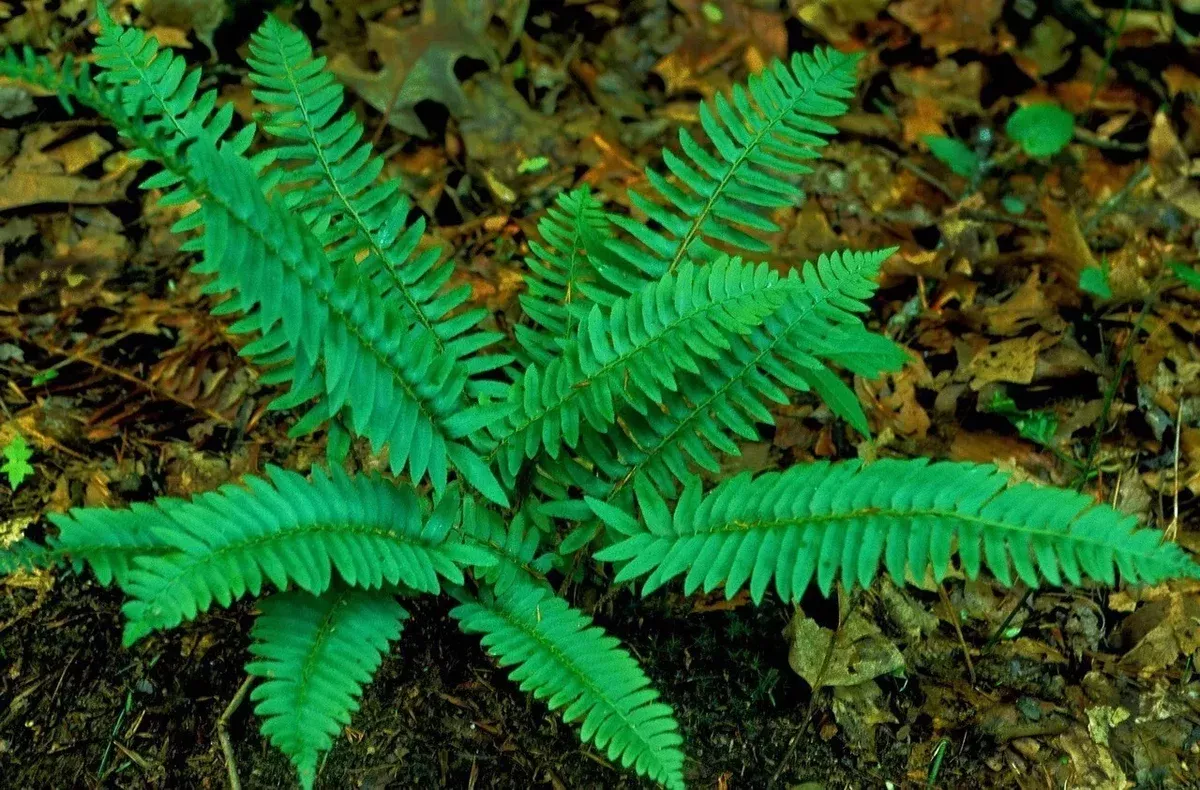christmas-ferns-2-pack-shade-garden-plant-polystichum-arostichoid-whole-plant Christmas Ferns 2-Pack Shade Garden Plant Polystichum Arostichoid Whole Plant