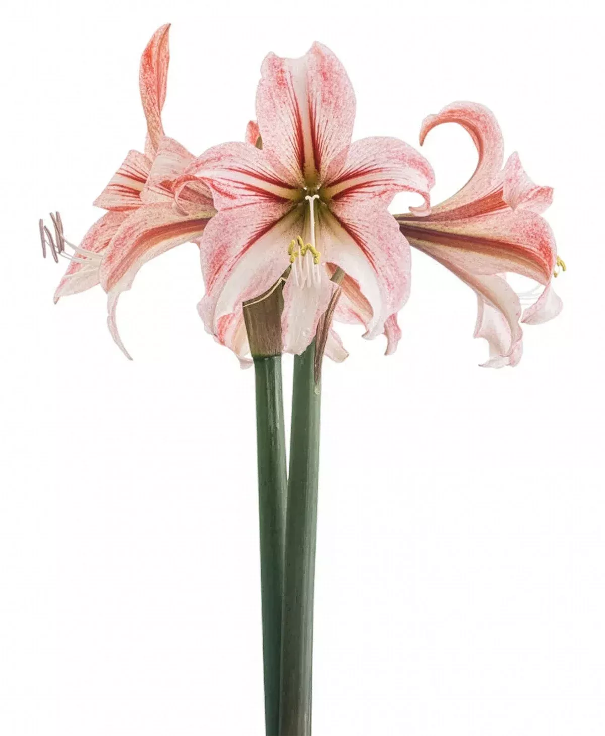 circus-circus-sonata-amaryllis-14-18-cm-bulb Circus Circus Sonata Amaryllis - 14-18 cm bulb