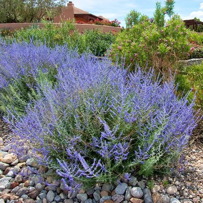 clovers-garden-russian-sage-plants-two-2-live-plants-non-gmo-not-seeds-each-4-to Clovers Garden Russian Sage Plants – Two (2) Live Plants – Non-GMO - Not Seeds - Each 4" to 8" Tall – in 4" Inch Pots – Hardy Flowering Perennial, Pollinator Favorite