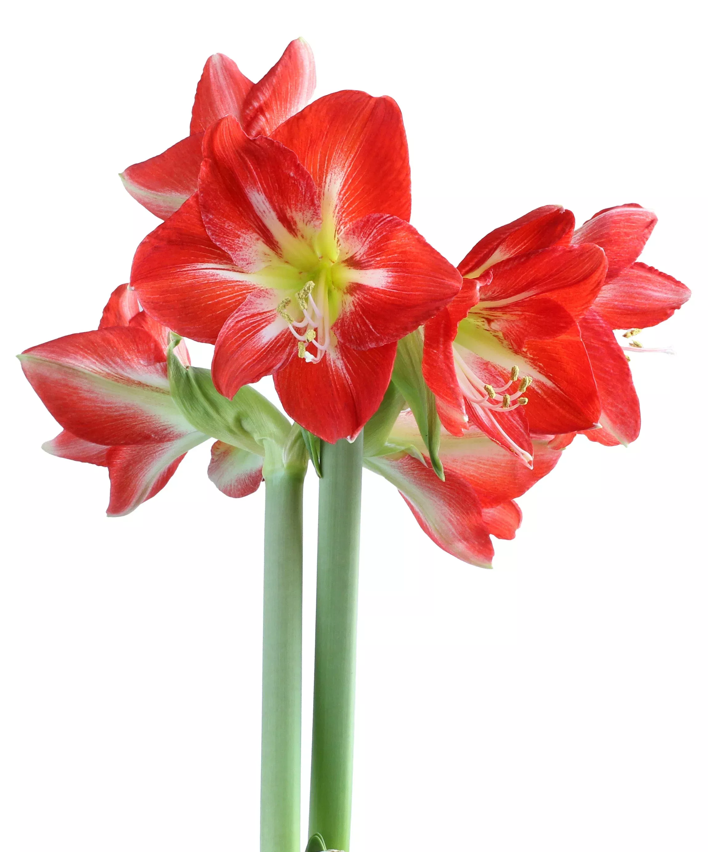 cocktail-symphony-amaryllis Cocktail Symphony Amaryllis