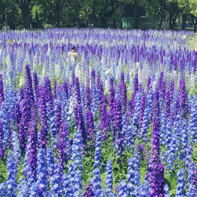 consolida-ajacis-larkspur-flower-seeds-pack-500-flower-seeds-planting Consolida Ajacis Larkspur Flower Seeds Pack of 500+ Flower Seeds for Planting