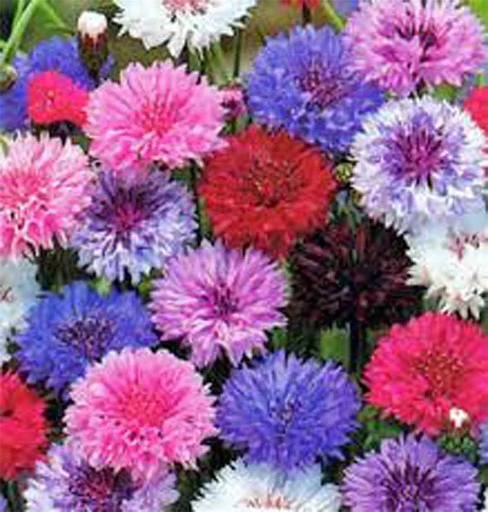 dwarf-polka-dot-mix-bachelor-button-seeds-50-seeds-beautiful-bright-colors-centa Dwarf Polka Dot Mix Bachelor Button Seeds, 50 Seeds, Beautiful Bright Colors, Centaurea cyanus