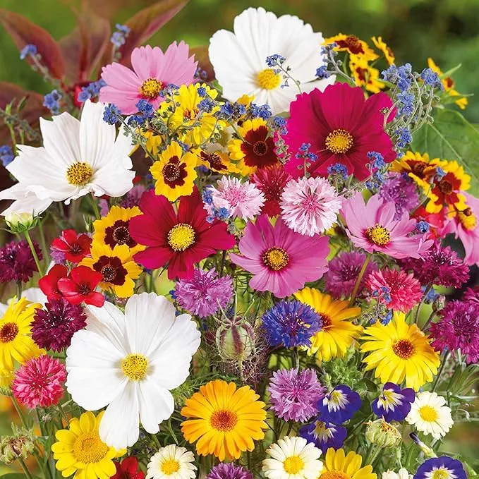 eden-brothers-country-garden-flower-mixed-seeds-planting-1-4-lb-120-000-seeds-wi Eden Brothers Country Garden Flower Mixed Seeds for Planting, 1/4 lb, 120,000+ Seeds with Scarlet Flax, Cosmos Sensation | Attracts Pollinators, Plant in Spring or Fall, Zones 3, 4, 5, 6, 7, 8, 9, 10