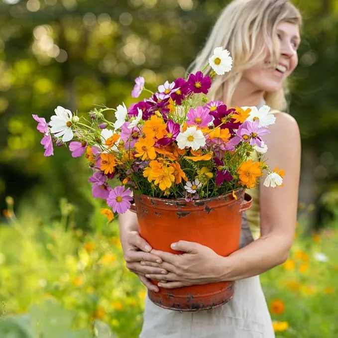 eden-brothers-crazy-cosmos-flower-mixed-seeds-planting-10-lb-4-800-000-seeds-wit Eden Brothers Crazy for Cosmos Flower Mixed Seeds for Planting, 10 lb, 4,800,000+ Seeds with Cosmos Gloria, Pinkie, Purity, Attracts Pollinators, Plant in Spring or Fall, Zones 3, 4, 5, 6, 7, 8, 9, 10