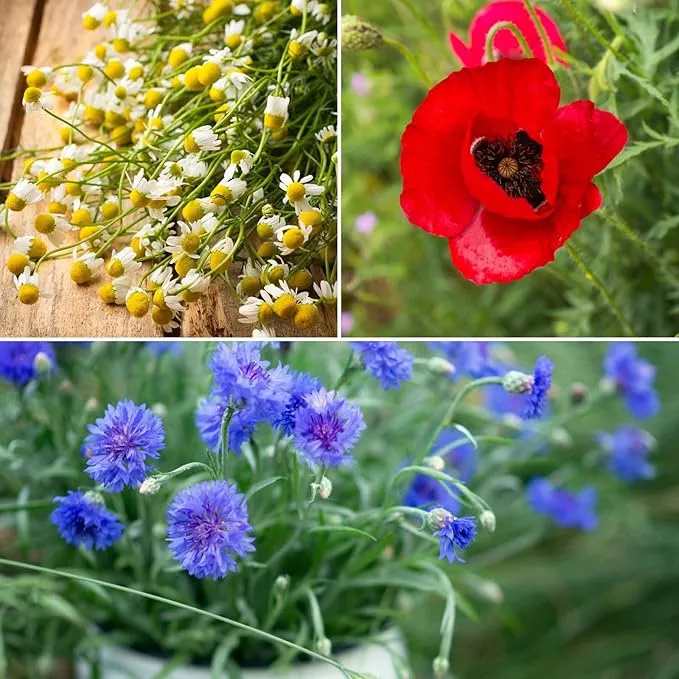 eden-brothers-field-dreams-flower-mixed-seeds-planting-5-lb-2-400-000-seeds-with Eden Brothers Field of Dreams Flower Mixed Seeds for Planting, 5 lb, 2,400,000+ Seeds with German Chamomile, Cornflower | Attracts Pollinators, Plant in Spring or Fall, Zones 3, 4, 5, 6, 7, 8, 9, 10