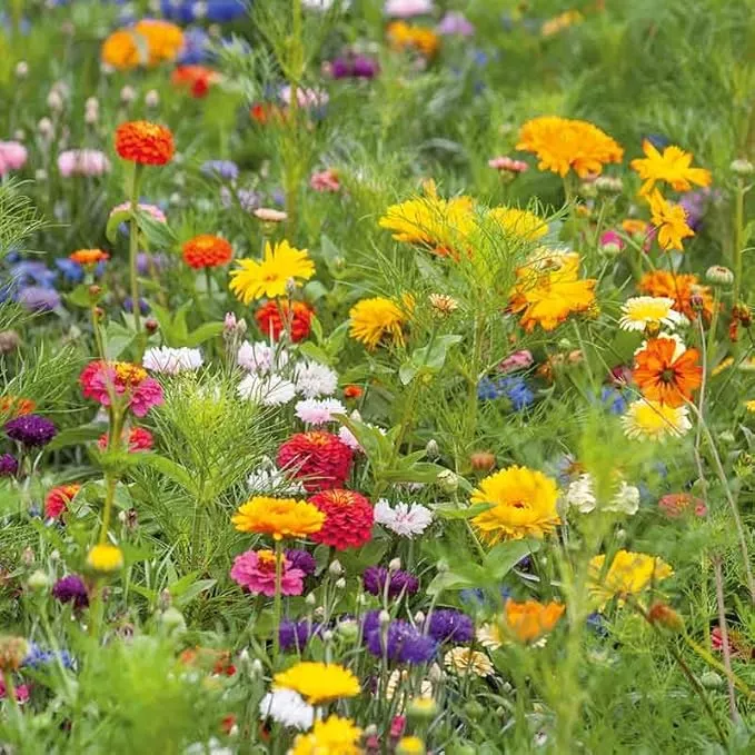 eden-brothers-jellybean-flower-mixed-seeds-planting-1-lb-480-000-seeds-with-zinn Eden Brothers Jellybean Flower Mixed Seeds for Planting, 1 lb, 480,000+ Seeds with Zinnia, Cornflower, Cosmos, Calendula | Attracts Pollinators, Plant in Spring or Fall, Zones 3, 4, 5, 6, 7, 8, 9, 10