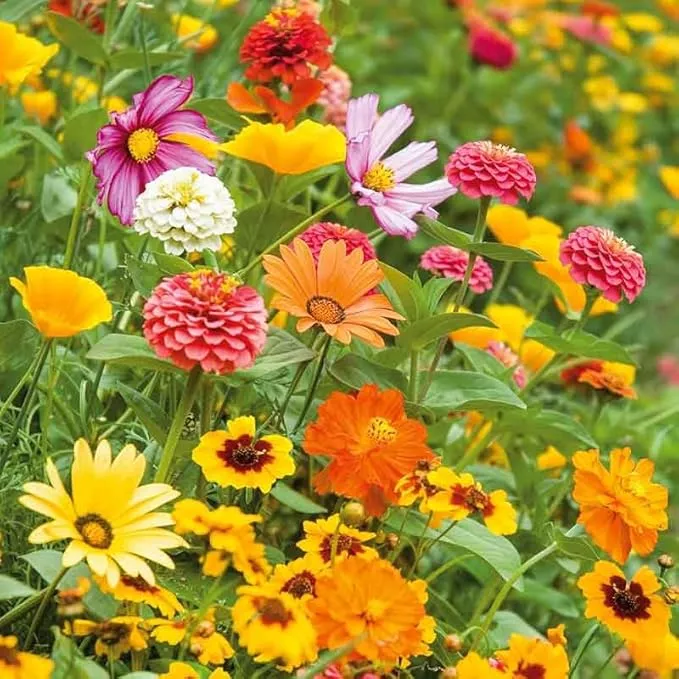 eden-brothers-orange-sherbet-flower-mixed-seeds-planting-1-4-lb-120-000-seeds-wi Eden Brothers Orange Sherbet Flower Mixed Seeds for Planting, 1/4 lb, 120,000+ Seeds with Cosmos Picotee, Bright Lights | Attracts Pollinators, Plant in Spring or Fall, Zones 3, 4, 5, 6, 7, 8, 9, 10