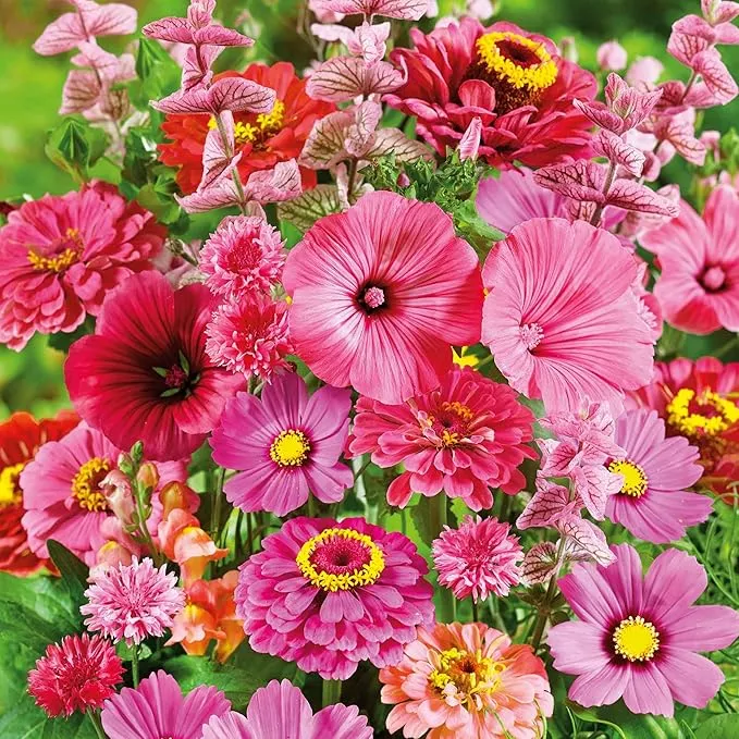 eden-brothers-pink-perfection-flower-mixed-seeds-planting-5-lb-2-400-000-seeds-w Eden Brothers Pink Perfection Flower Mixed Seeds for Planting, 5 lb, 2,400,000+ Seeds with Zinnia, Cosmos Versailles | Attracts Pollinators, Plant in Spring or Fall, Zones 3, 4, 5, 6, 7, 8, 9, 10