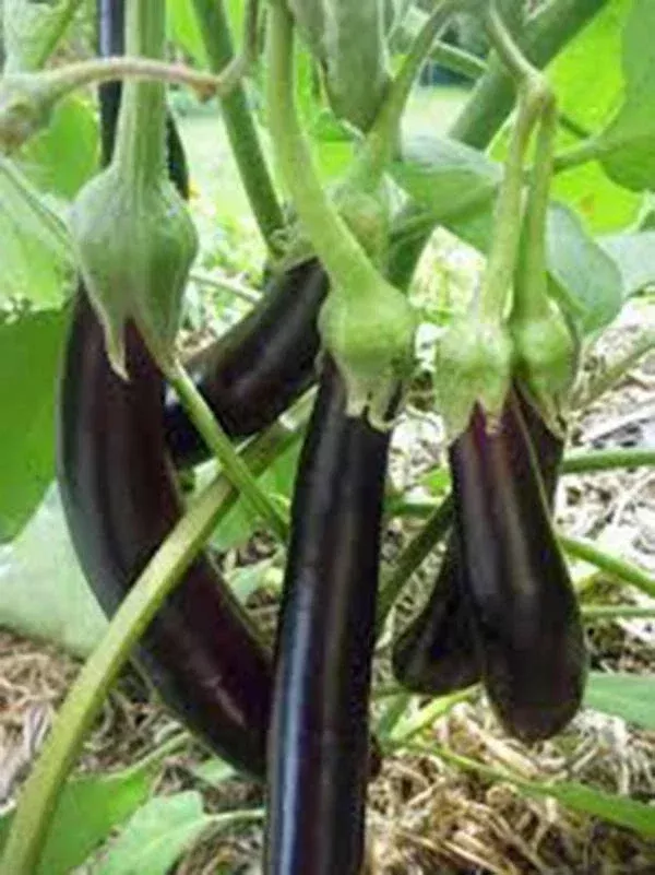 eggplant-seeds-500-count-long-purple-heirloom-non-gmo-garden-seed-solanum-melong Eggplant Seeds, 500 Count, Long Purple Heirloom, Non-GMO, Garden Seed, Solanum melongena