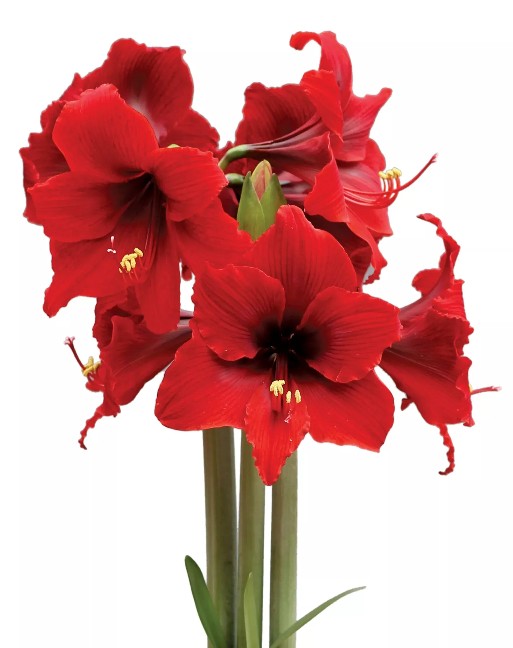 fire-dancer-sonatini-amaryllis-16-20-cm-bulb Fire Dancer Sonatini Amaryllis - 16-20 cm bulb