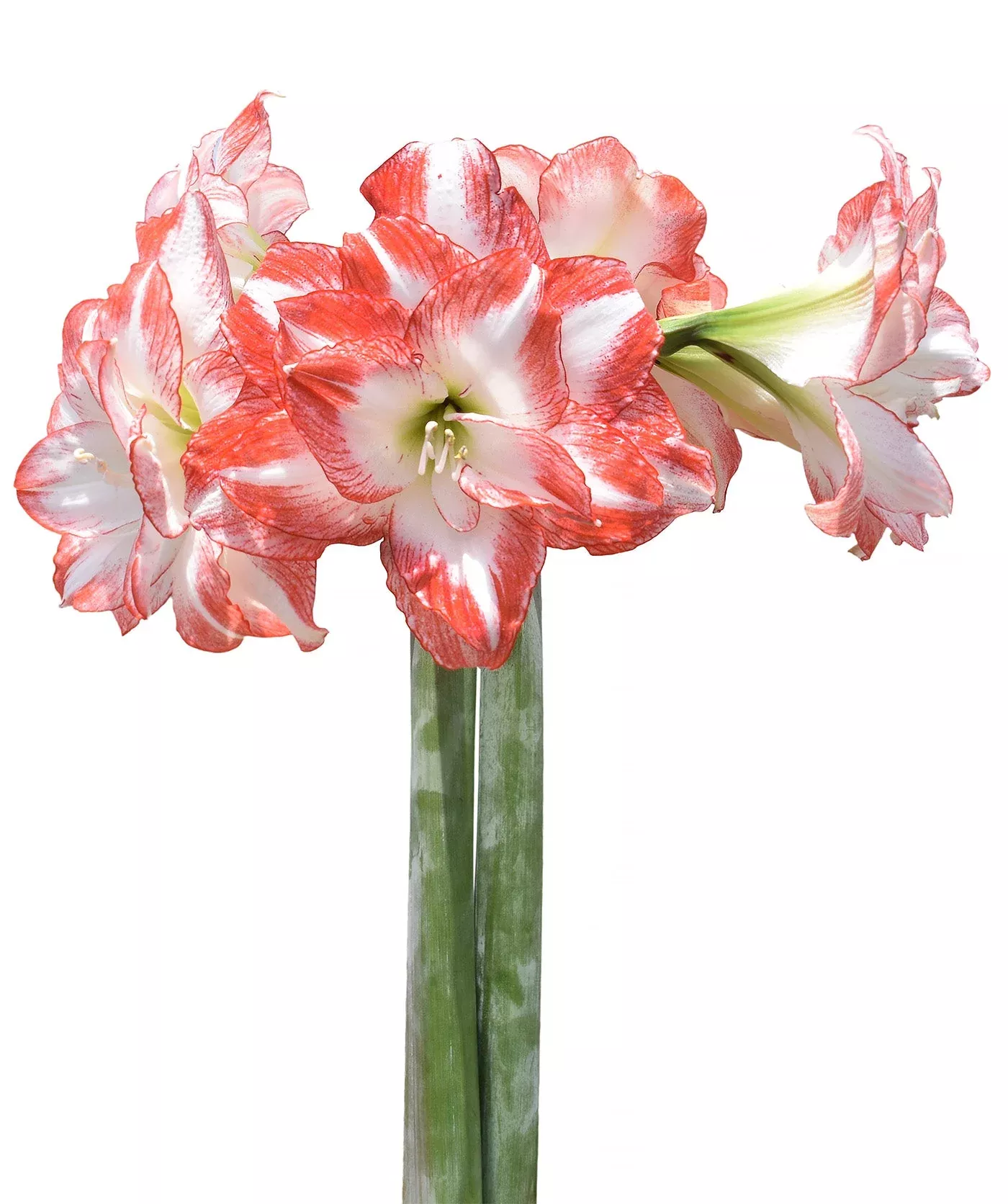 flaming-peacock-amaryllis-28-32-cm-bulb Flaming Peacock Amaryllis - 28-32 cm bulb
