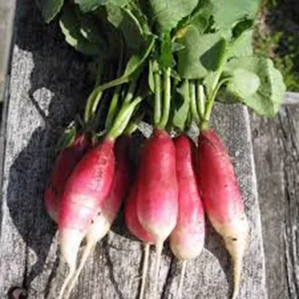 french-breakfast-radish-seeds-heirloom-non-gmo-1000-seeds-fast-growing-vegetable French Breakfast Radish Seeds, Heirloom Non-GMO, 1000 Seeds, Fast-Growing Vegetable, Raphanus sativus