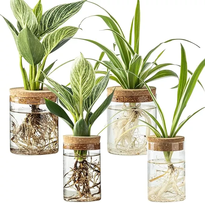 glass-plant-propagation-stations-plants-set-4-2-large-2-small-hydroponic-vases-p Glass Plant Propagation Stations for Plants – Set of 4(2 Large & 2 Small) Hydroponic Vases for Plant Cuttings,Flower Arrangements, Home & Office Decor–Desktop Vases for Living Room, Bedroom (4)