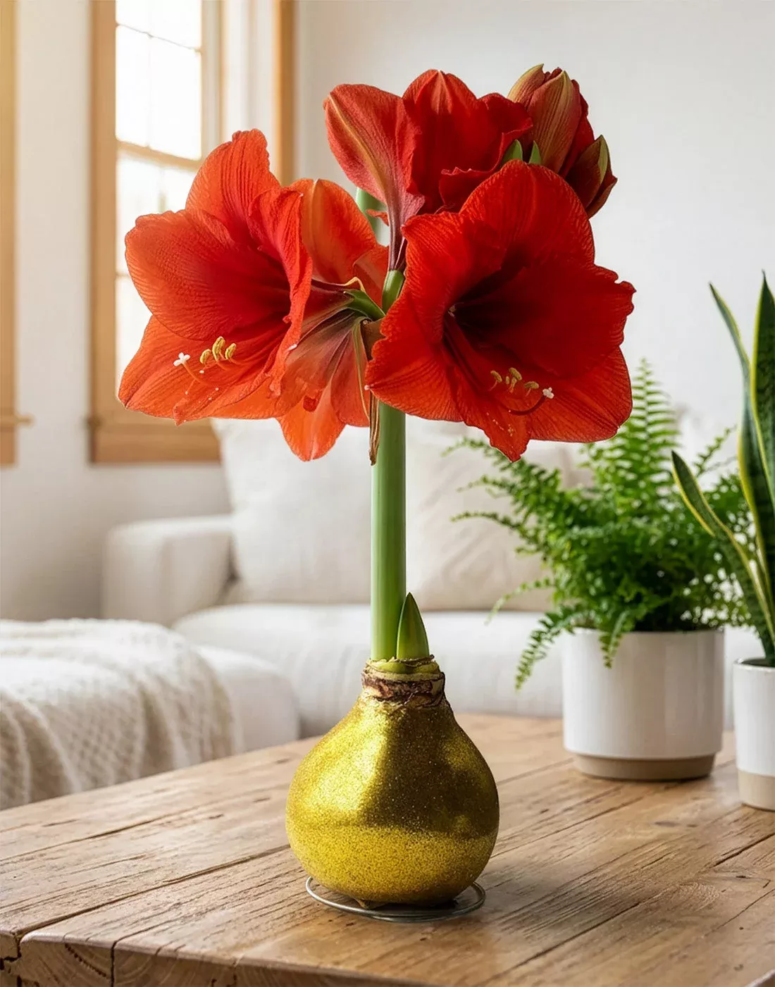 gold-glitter-waxed-amaryllis-with-red-flower Gold Glitter Waxed Amaryllis with Red Flower