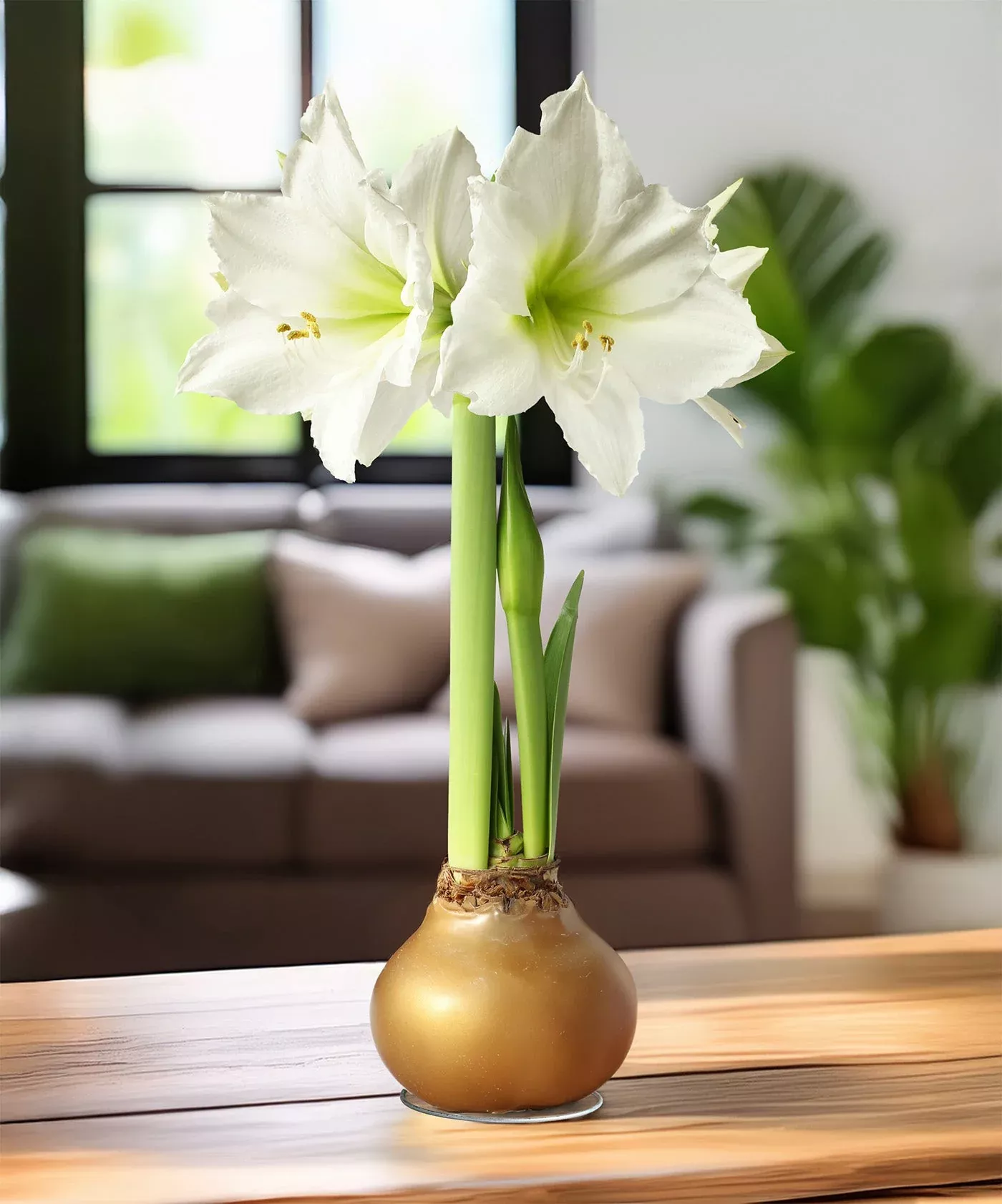 gold-waxed-amaryllis-with-white-flower Gold Waxed Amaryllis with White Flower