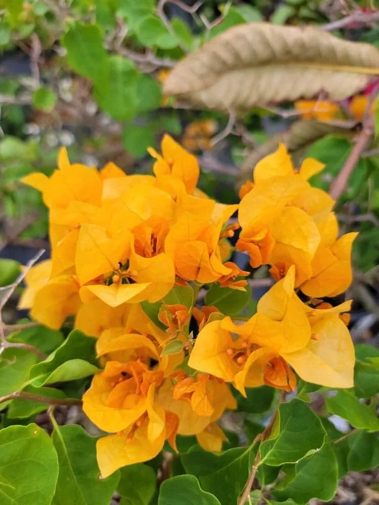 gold-yellow-bougainvillea-starter-plant-paper-flower-seedling-vibrant-tropical-b Gold Yellow Bougainvillea Starter Plant - Paper Flower Seedling - Vibrant Tropical Blooms for Gardens, Containers & Landscaping