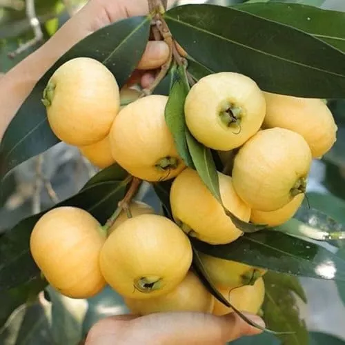 golden-rose-apple-syzygium-jambos-live-rooted-plant-4-tall-tropical-fruit-tree Golden Rose Apple (Syzygium jambos) β Live Rooted Plant, 4β+ Tall, Tropical Fruit Tree