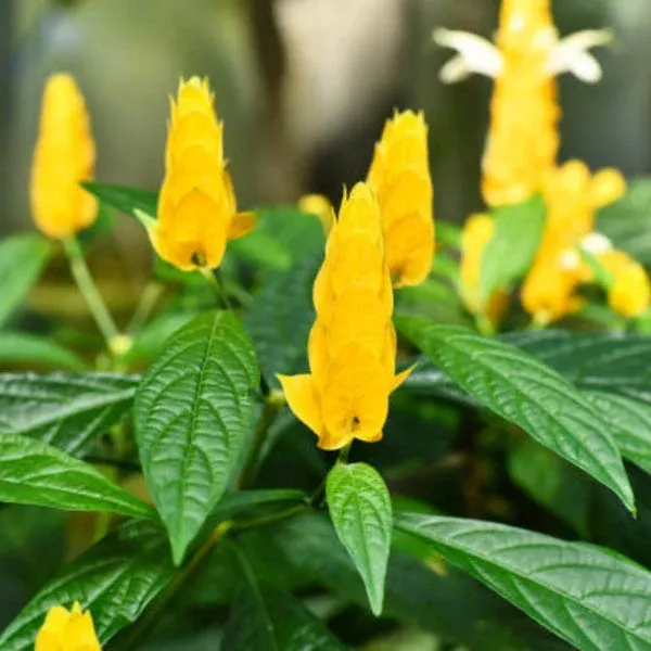 golden-shrimp-plant-starter-justicia-brandegeana-pachystachys-lutea-live-rooted- Golden Shrimp Plant Starter - Justicia brandegeana, Pachystachys lutea - Live Rooted Shrub Seedling, Yellow Blooms, Easy Care Plant