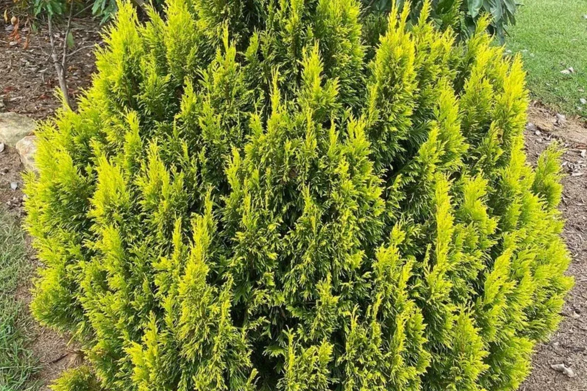 golden-thuja-arborvitae-tree-8-14-live-evergreen-shrub-seedling-in-quart-pot-pri Golden Thuja Arborvitae Tree | 8-14" Live Evergreen Shrub Seedling in Quart Pot | Privacy Hedge for Zones 4-7