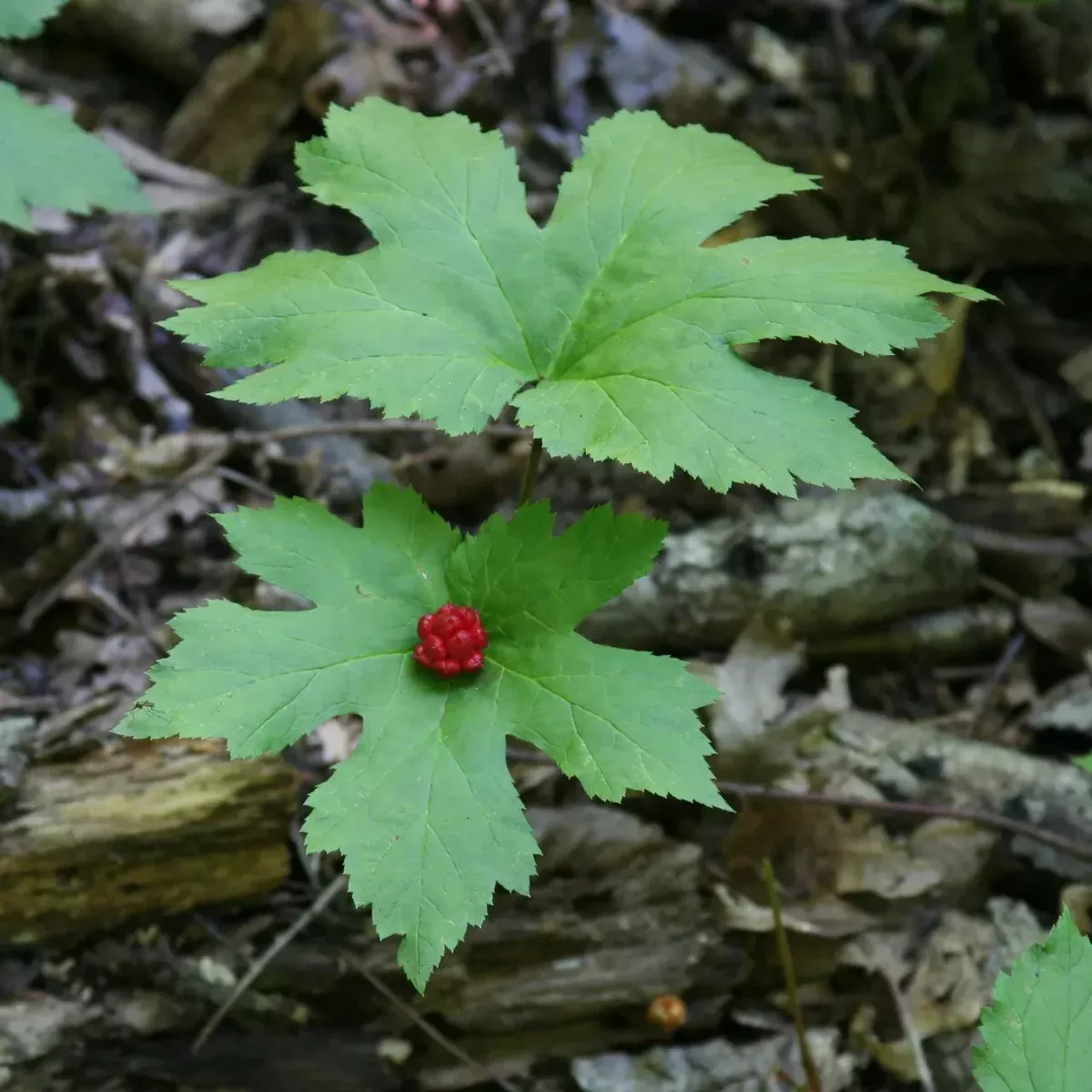goldenseal-yellow-roots-10-pack-hydrastis-canadensis-bare-root-wild-fresh Goldenseal Yellow Roots 10-Pack Hydrastis canadensis Bare Root Wild Fresh