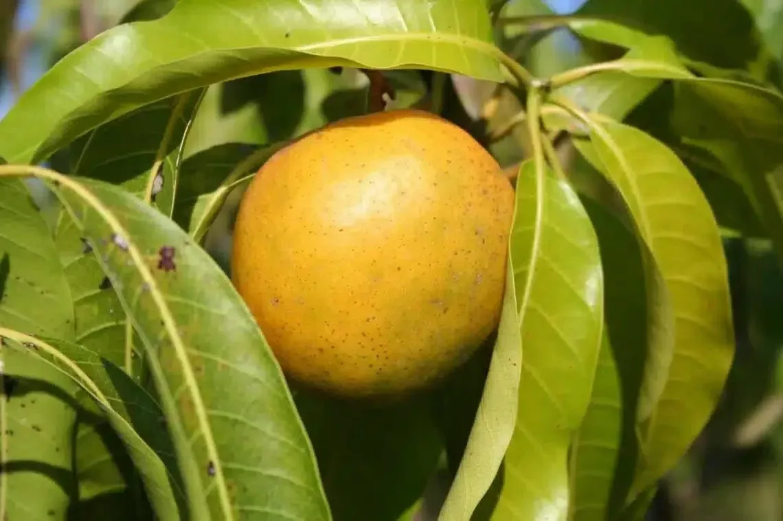 grafted-cubano-mango-starter-plant-seedling-grown-in-puerto-rico-live-tropical-f Grafted Cubano Mango Starter Plant Seedling -Grown in Puerto Rico - Live Tropical Fruit Tree 3′-4′ Tall - Sweet, Juicy Cuban Mangoes
