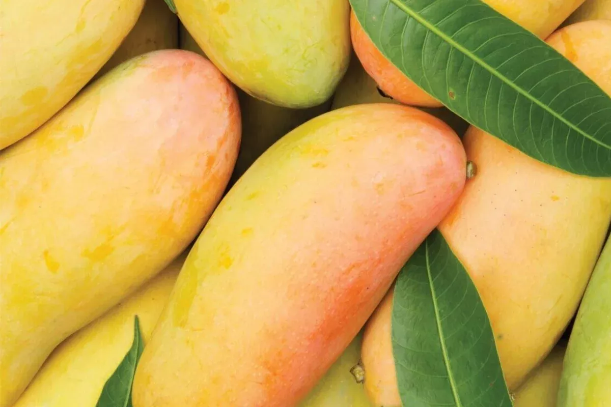 grafted-mango-mahachanok-starter-plant-seedling-3-4-tall-live-fruit-tree-sweet-t Grafted Mango Mahachanok Starter Plant Seedling - 3'-4' Tall Live Fruit Tree - Sweet, Tangy, Fiber-Free Mango for Garden or Patio