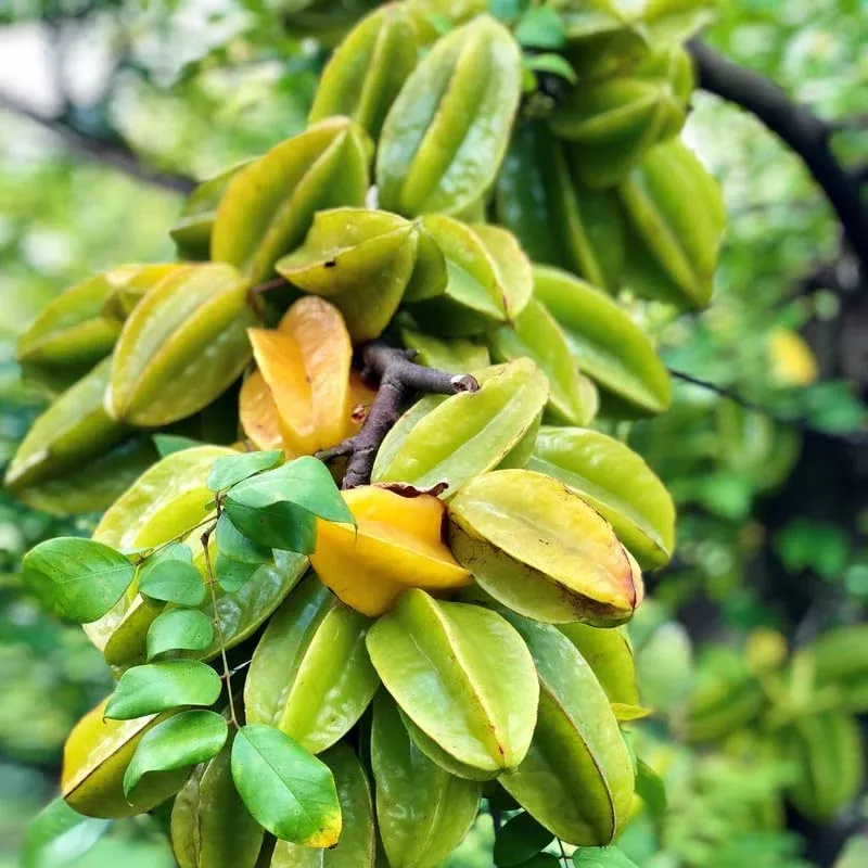 grafted-star-fruit-seedling-starter-plant-averrhoa-carambola-live-fruit-tree-24- Grafted Star Fruit Seedling Starter Plant (Averrhoa carambola) Live Fruit Tree 24″-36″ - Sweet Tropical Carambola for Garden or Patio