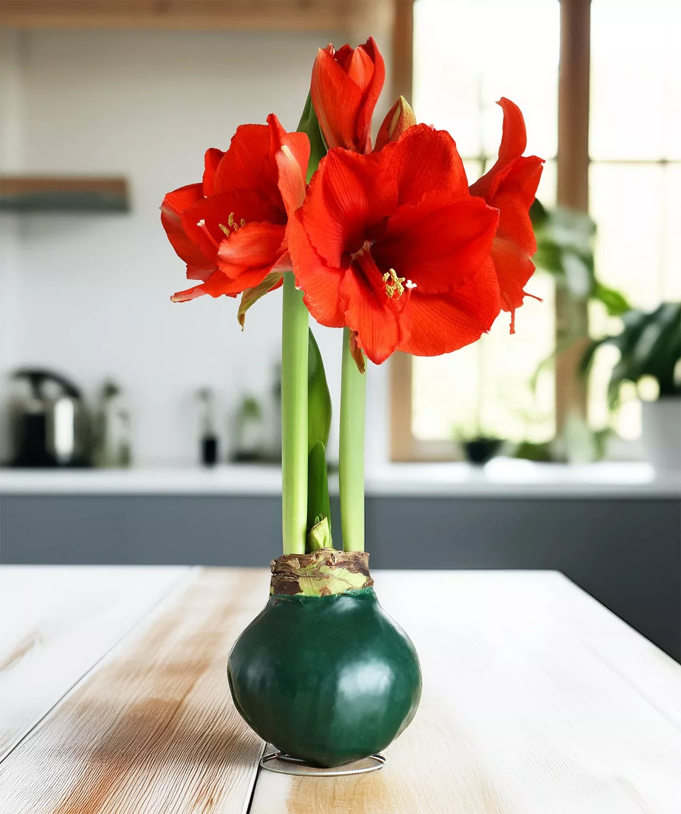 green-waxed-amaryllis-bulb-with-red-flower Green Waxed Amaryllis Bulb with Red Flower