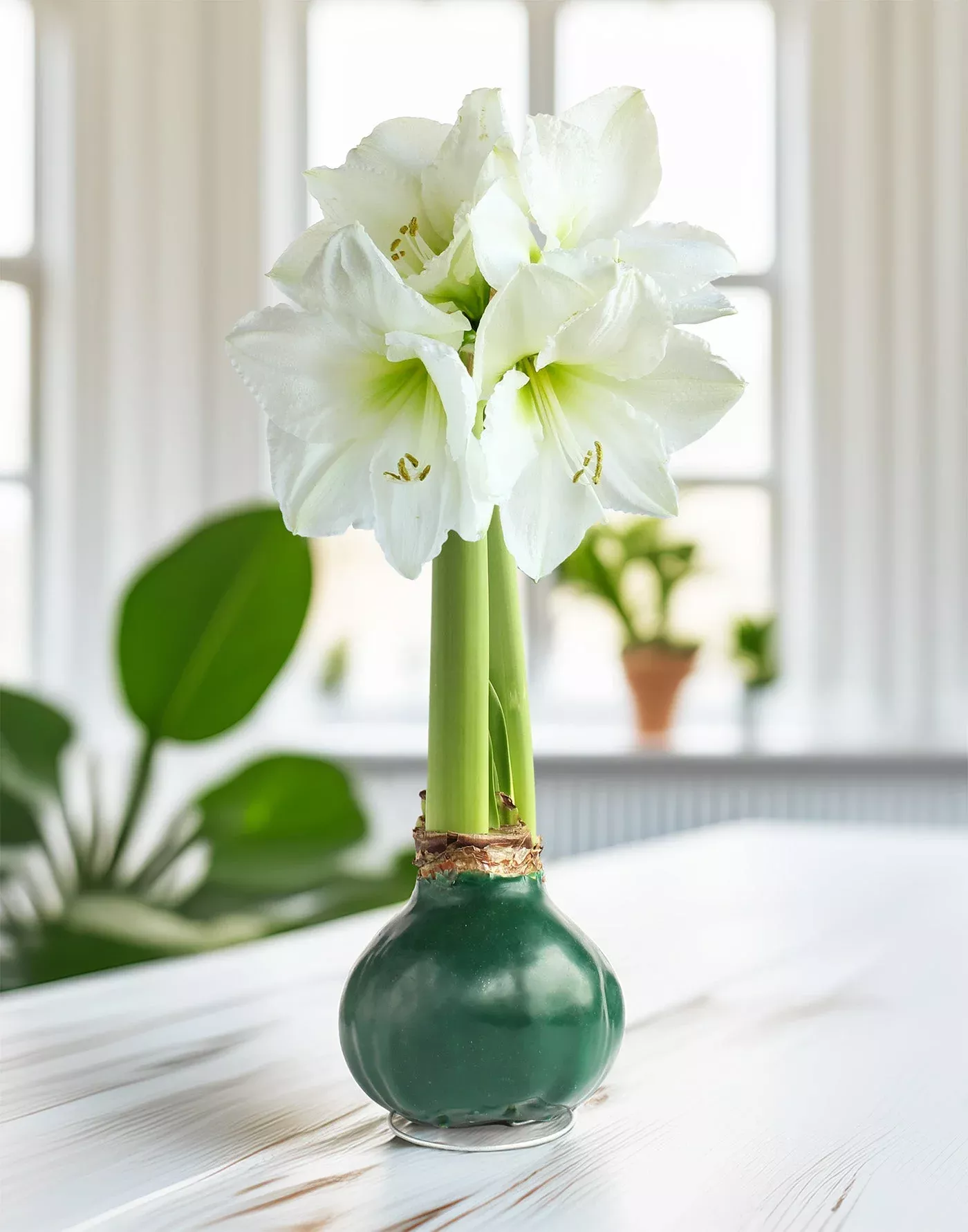 green-waxed-amaryllis-bulb-with-white-flower Green Waxed Amaryllis Bulb with White Flower