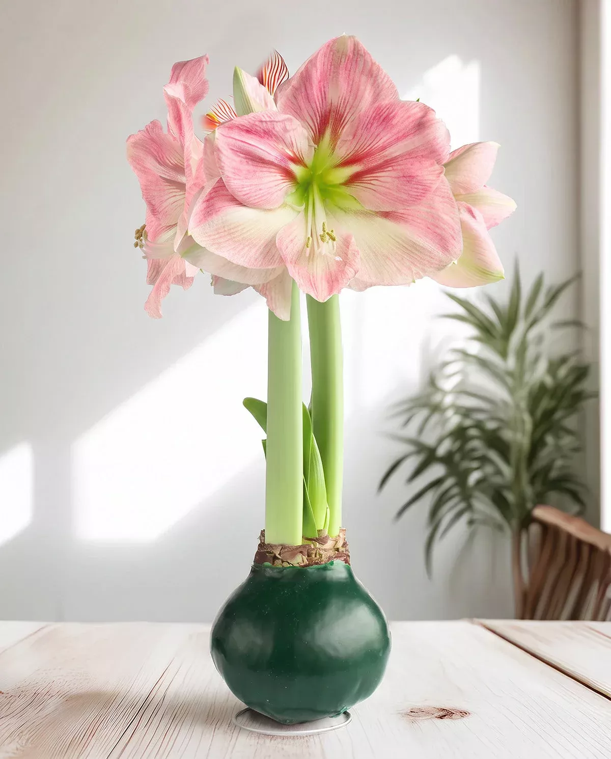 green-waxed-amaryllis-with-pink-flower Green Waxed Amaryllis with Pink Flower