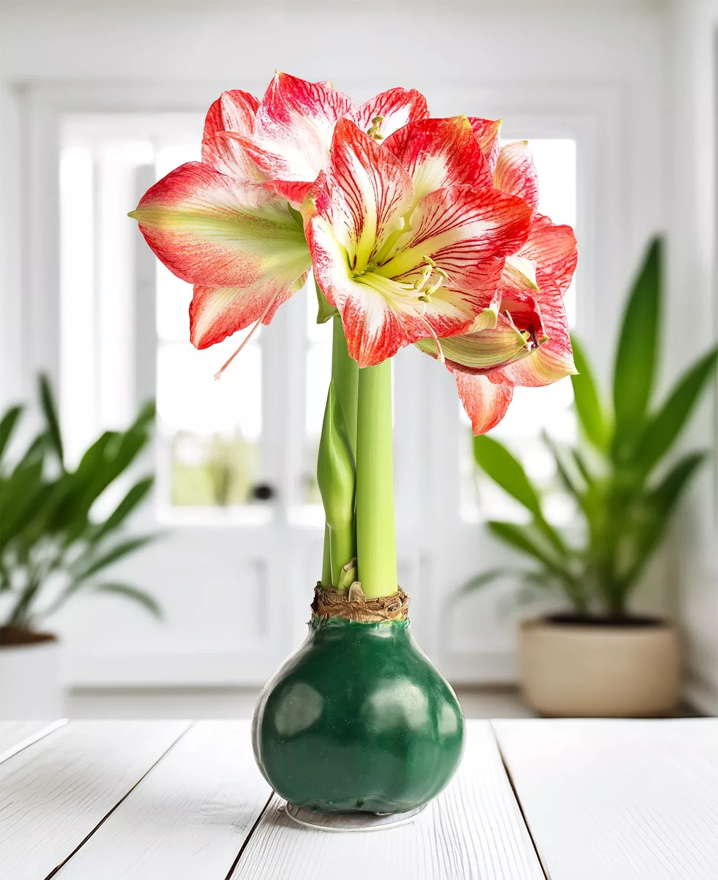green-waxed-amaryllis-with-red-white-striped-flower Green Waxed Amaryllis with Red and White Striped Flower