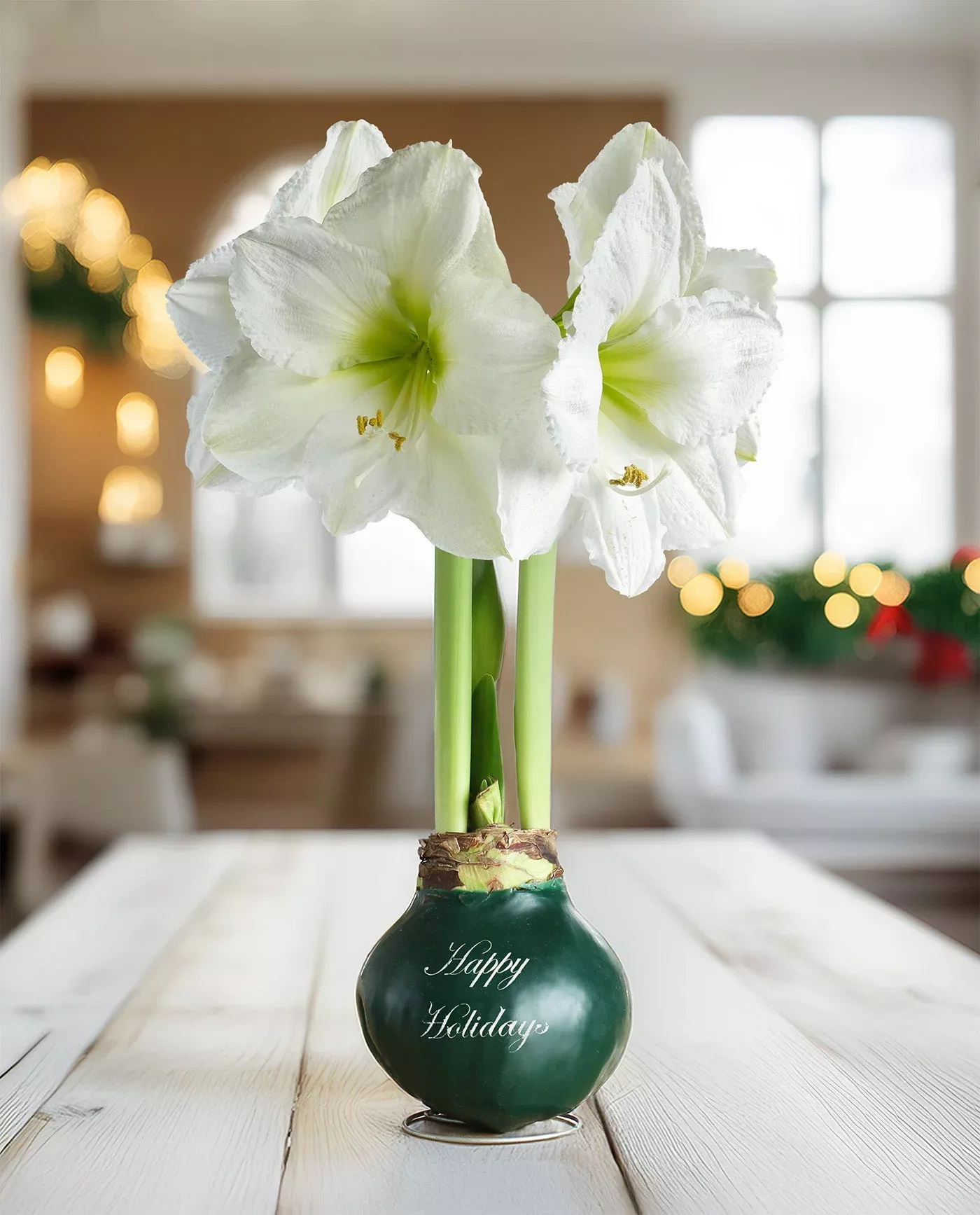 happy-holidays-green-waxed-amaryllis-with-white-flower "Happy Holidays" Green Waxed Amaryllis with White Flower