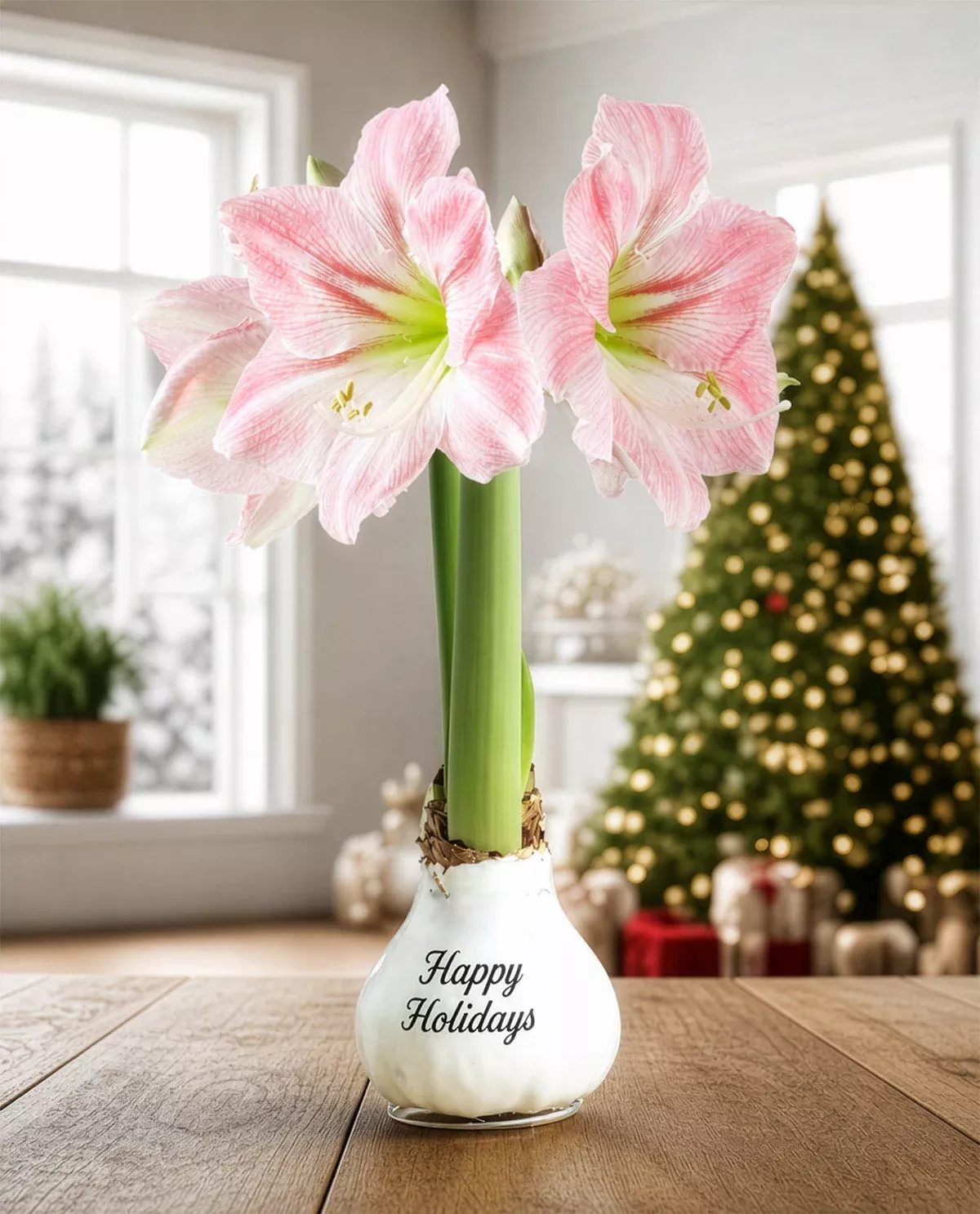 happy-holidays-white-waxed-amaryllis-with-pink-flower "Happy Holidays" White Waxed Amaryllis with Pink Flower