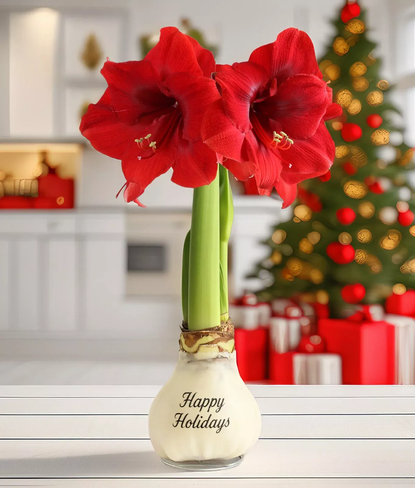 happy-holidays-white-waxed-amaryllis-with-red-flower "Happy Holidays" White Waxed Amaryllis with Red Flower
