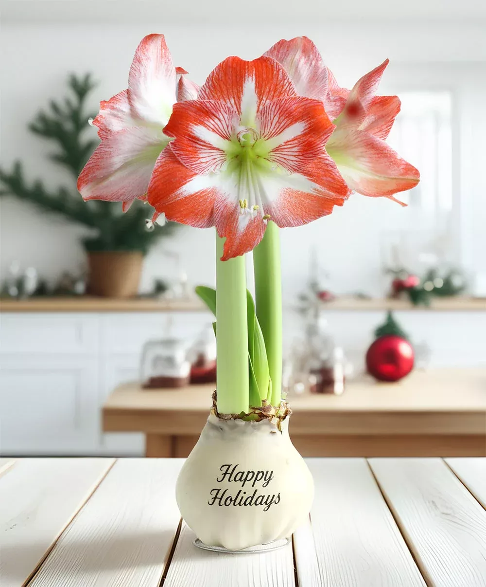 happy-holidays-white-waxed-amaryllis-with-red-white-striped-flower "Happy Holidays" White Waxed Amaryllis with Red and White Striped Flower