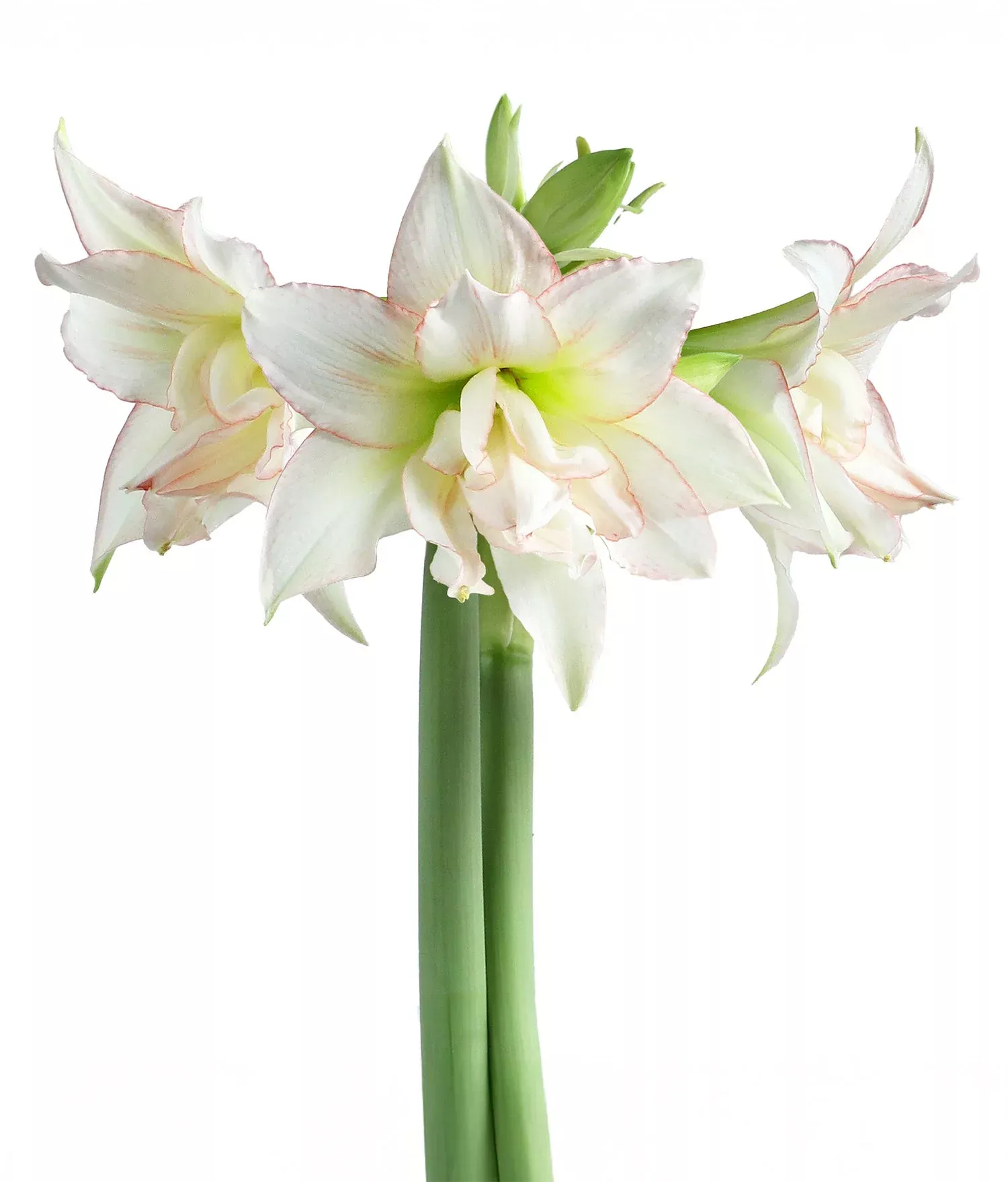 Harlequin Sonata Amaryllis