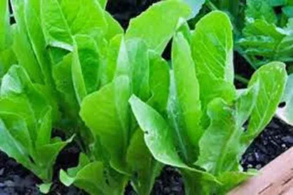 heirloom-lettuce-seeds-collection-6-top-varieties-home-garden-non-gmo-lettuce-se Heirloom Lettuce Seeds Collection - 6 Top Varieties for Home Garden - Non-GMO Lettuce Seed Mix