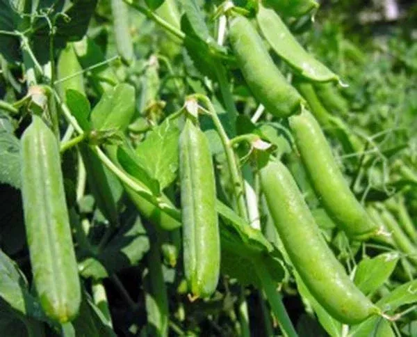 heirloom-pea-seeds-100-non-gmo-thomas-laxton-variety-perfect-garden-pisum-sativu Heirloom Pea Seeds, 100+ Non-GMO Thomas Laxton Variety, Perfect for Garden, Pisum sativum