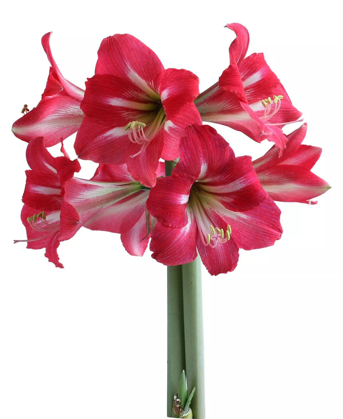 hot-lips-sonatini-amaryllis-16-20-cm-bulb Hot Lips Sonatini Amaryllis - 16-20 cm bulb