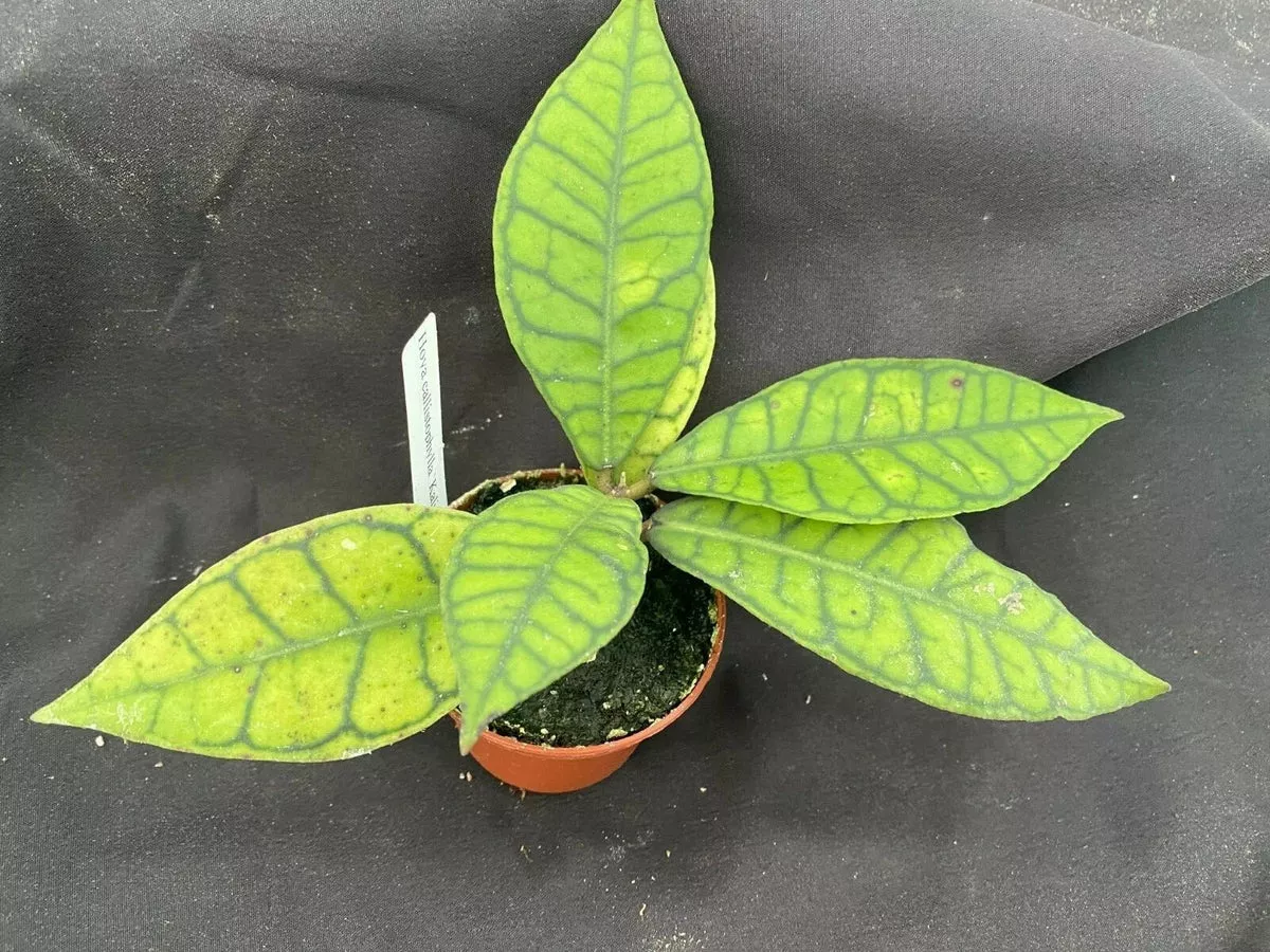 Hoya Callistophylla 'Kalimantan' Rooted Plant 3" Pot