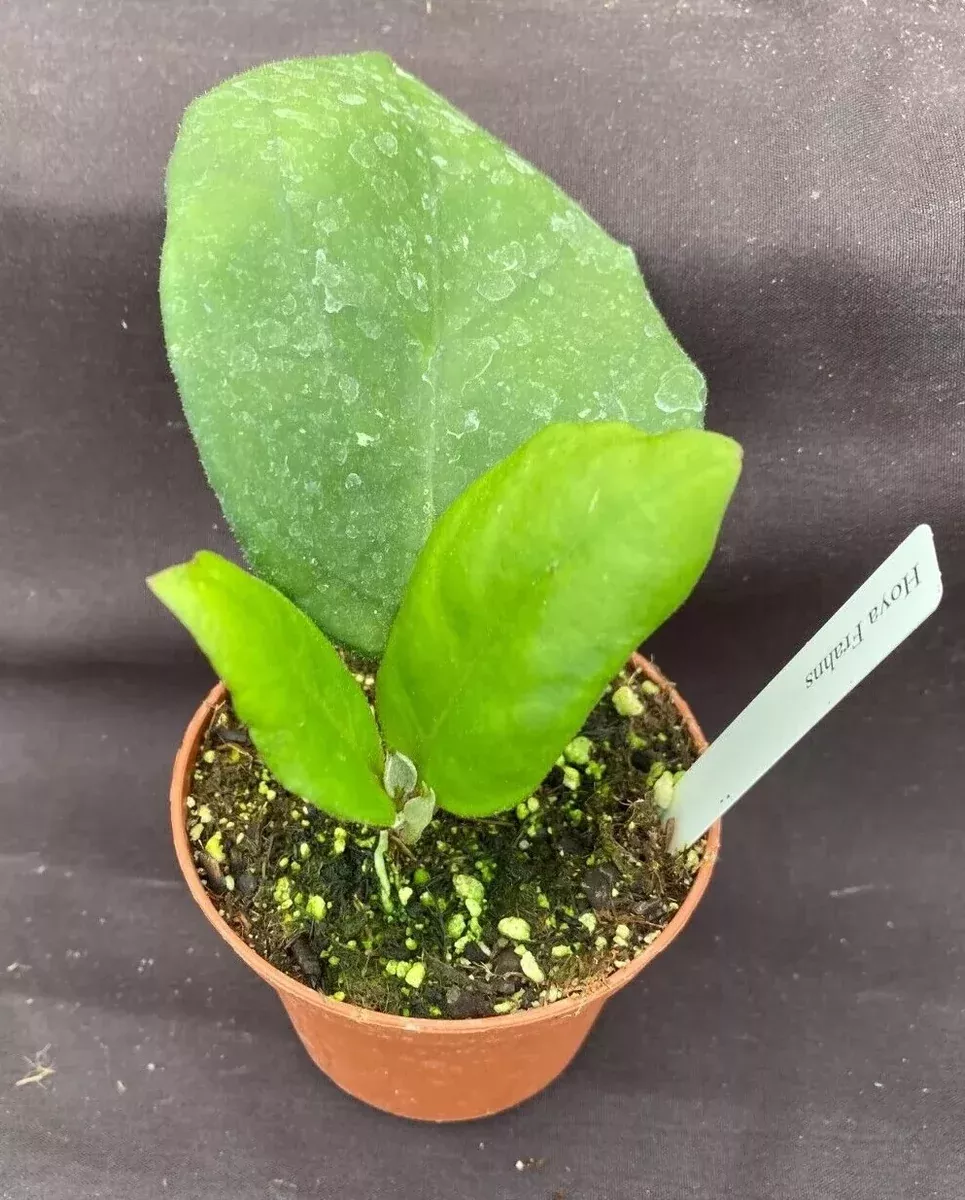 hoya-frahns-hybrid-rooted-plant-3-pot-hoya-carnosa-live-houseplant Hoya Frahns Hybrid Rooted Plant 3" Pot Hoya Carnosa Live Houseplant