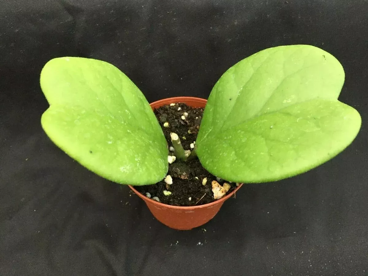 Hoya Kerrii 'Quilt Leaf' Rooted Plant 3" Pot Rare Heart-Shaped Succulent
