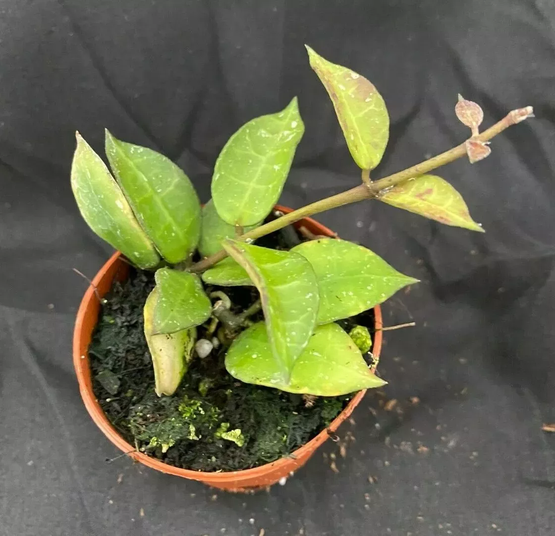 Hoya lacunosa var. lacunosa, Two Rooted Plants, 2" Pot, Fragrant Wax Plant