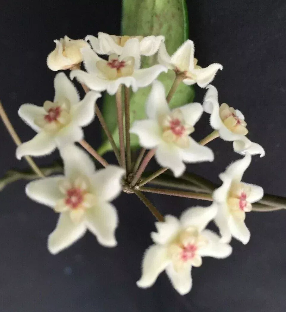 Hoya oblongacutifolia Rooted Plant 2.5" Pot Houseplant