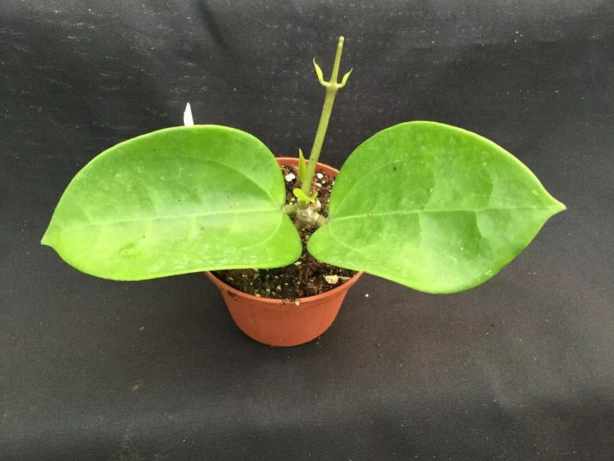 Hoya pottsii 'Chiang Mai' Rooted Plant 2.5" Pot