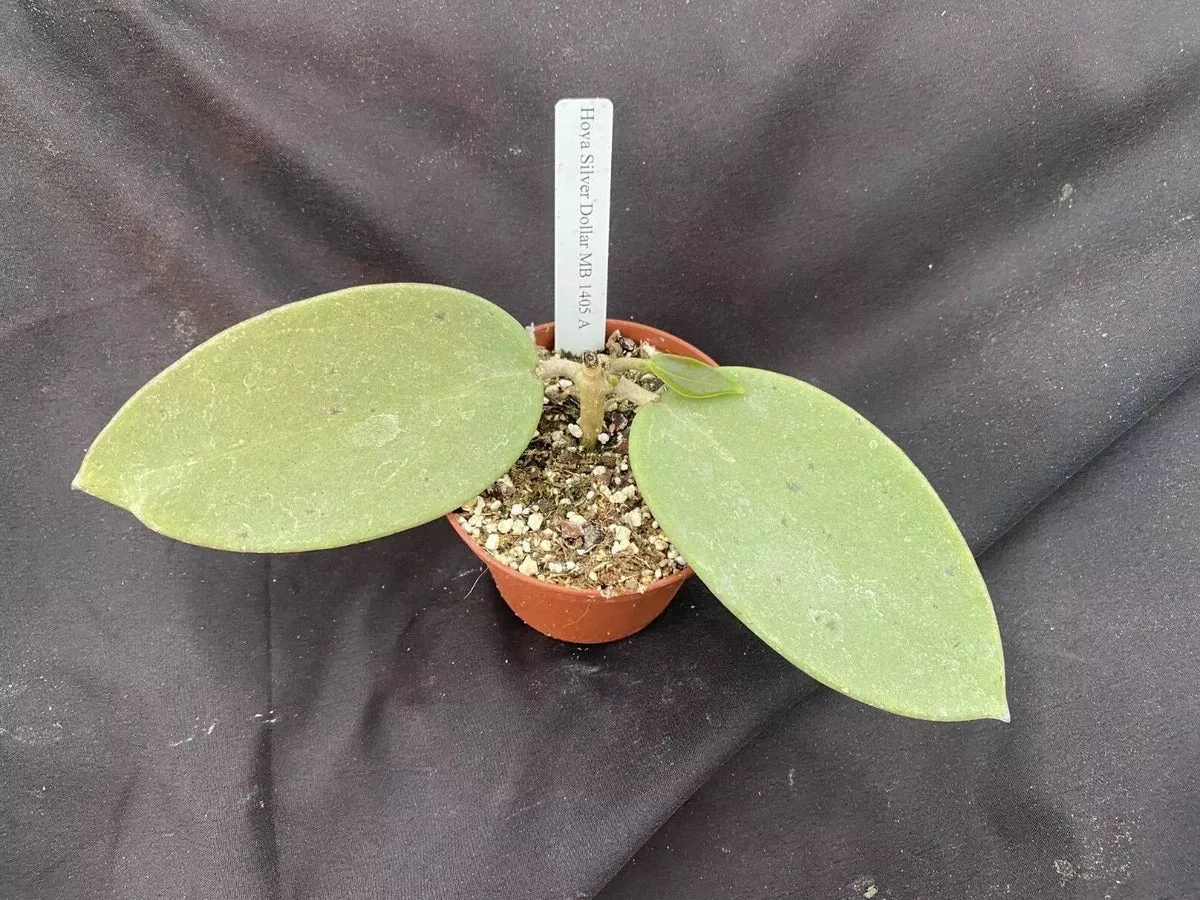 hoya-silver-dollar-plant-2-5-pot-rooted-mb-1405-ag Hoya Silver Dollar Plant 2.5" Pot Rooted MB 1405-AG