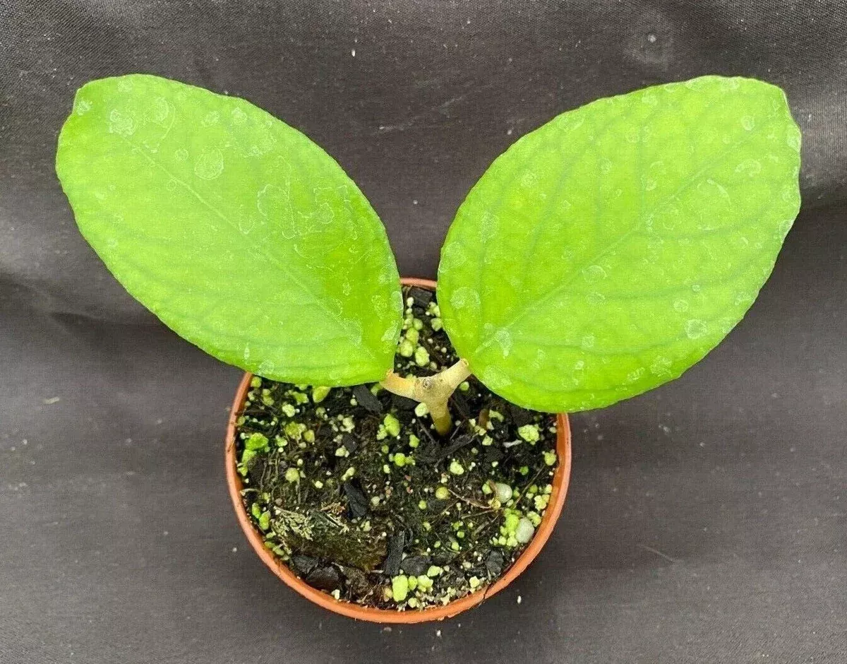 Hoya UT 38 Rooted Plant 2.5" Pot Flores Island Hoya