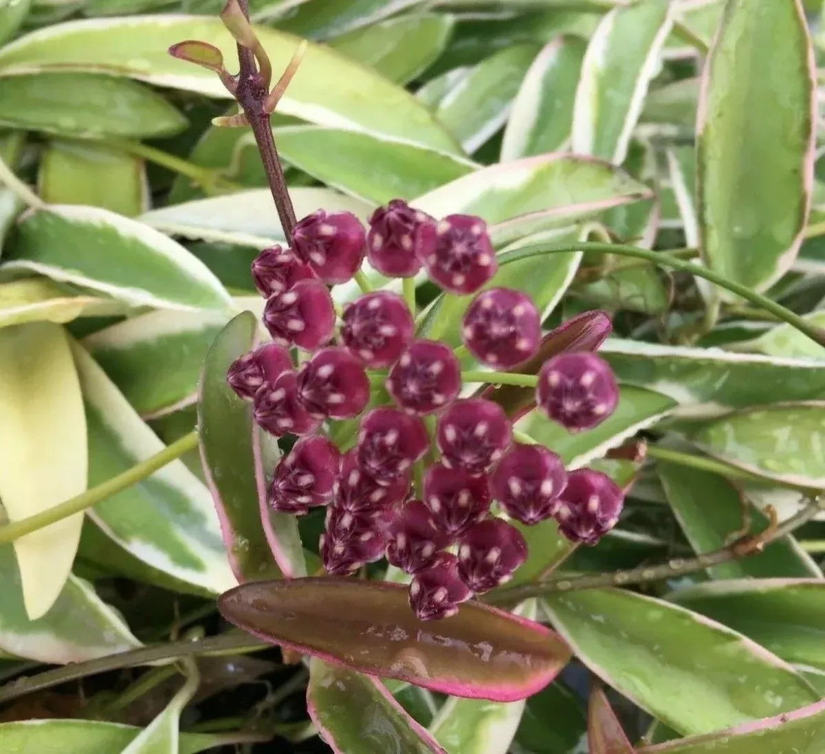 Hoya wayetii 'Lori Lyn' Rooted Plant 2.5" Pot